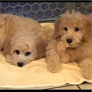 Meet your Posher, Bianca